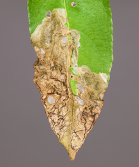 Orchestes pallicornis