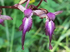 Himantoglossum formosum