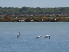 Platalea leucorodia