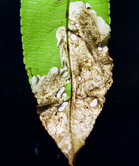 Orchestes pallicornis