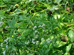 Galium pseudorivale
