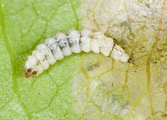 Orchestes pallicornis