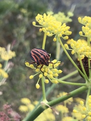 Graphosoma interruptum