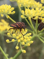 Graphosoma interruptum
