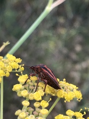 Graphosoma interruptum