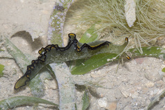 Elysia marginata
