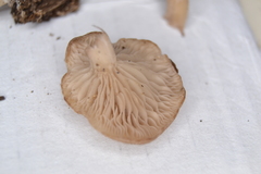 Lentinellus micheneri