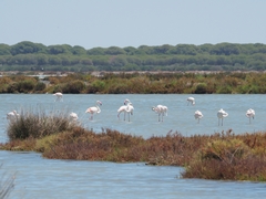Phoenicopterus roseus