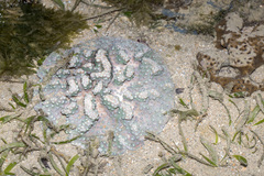 Duncanopsammia peltata