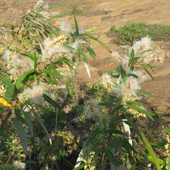 Salix mucronata image