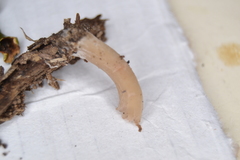 Lentinellus micheneri