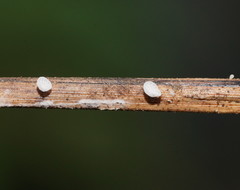 Panellus minimus