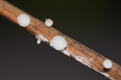 Panellus minimus