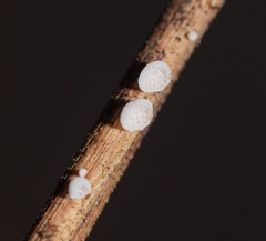Panellus minimus