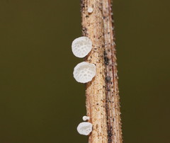 Panellus minimus