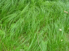 Carex praecox