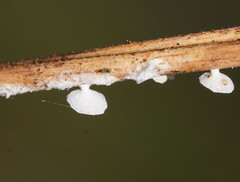 Panellus minimus