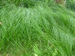 Carex praecox