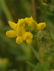 Lotus uliginosus