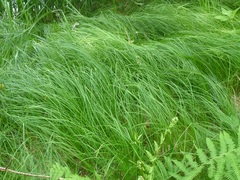 Carex praecox