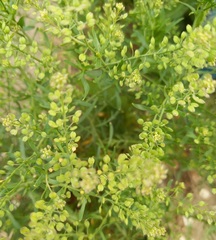 Lepidium apetalum