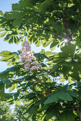 Aesculus hippocastanum