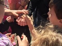 Pseudacris streckeri