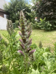 Acanthus hungaricus
