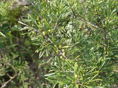 Rhamnus erythroxyloides