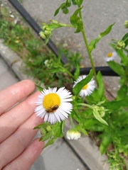 Erigeron annuus