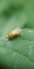 Sapromyzosoma quadripunctata