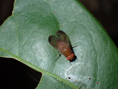 Lauxanioidea
