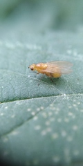 Sapromyzosoma quadripunctata