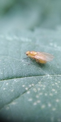 Sapromyzosoma quadripunctata