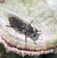 Atomosia puella