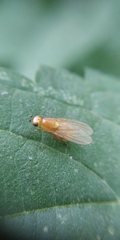 Sapromyzosoma quadripunctata