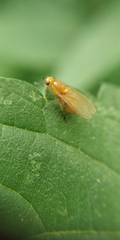Sapromyzosoma quadripunctata