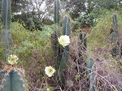 Cereus hexagonus