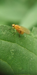 Sapromyzosoma quadripunctata