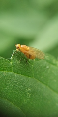 Sapromyzosoma quadripunctata