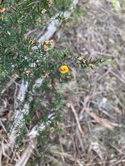 Pultenaea juniperina