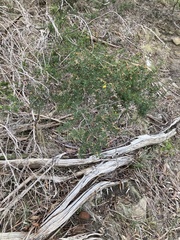 Pultenaea juniperina