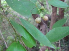 Cordia dichotoma