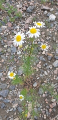 Tripleurospermum inodorum