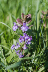 Glechoma hederacea