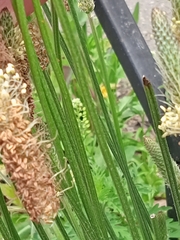 Plantago lanceolata