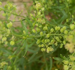 Lepidium apetalum