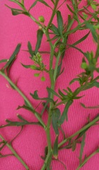 Lepidium apetalum