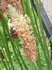 Plantago lanceolata
