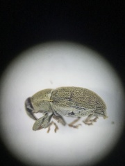 Tychius meliloti